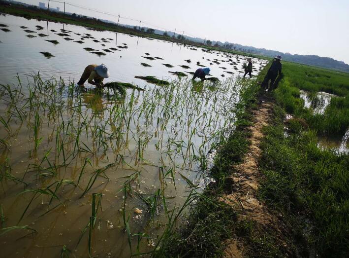 农天人人工插秧