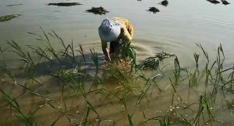 农天人人工插秧