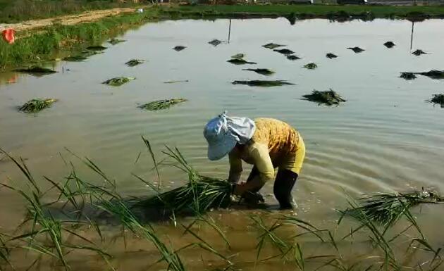 农天人人工插秧