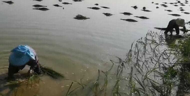 农天人人工插秧