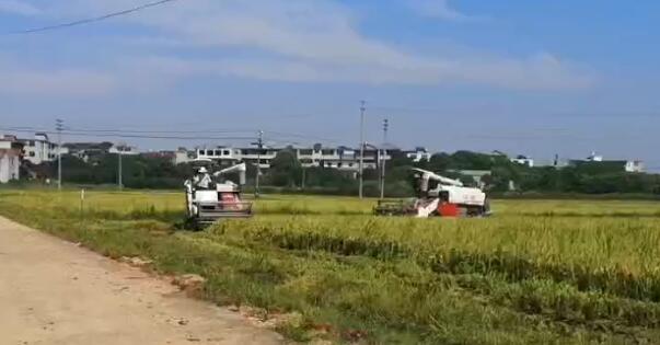 农天稻谷收割现场