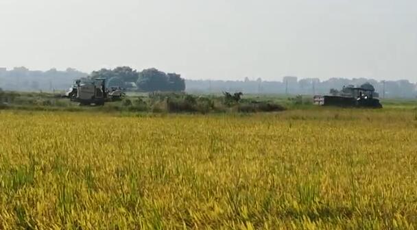 农天收割稻谷