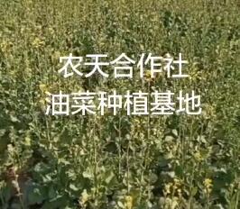 农天油菜种植基地
