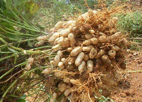 有机花生完整食用手册