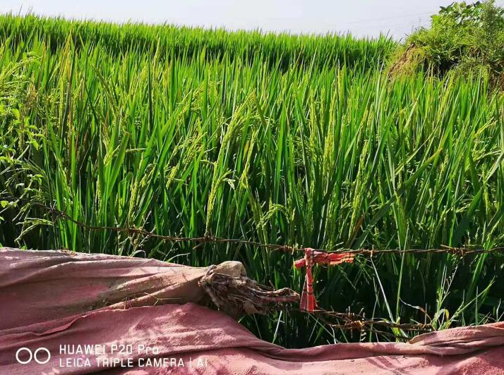 水稻