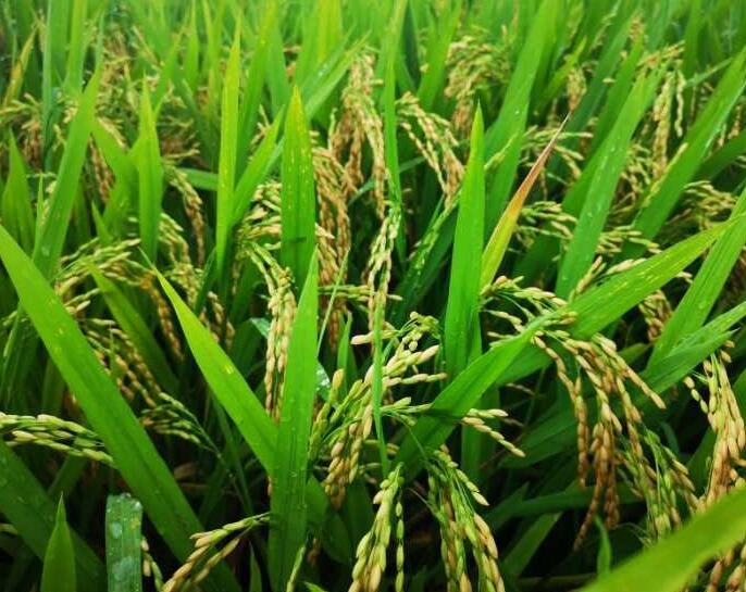 水稻